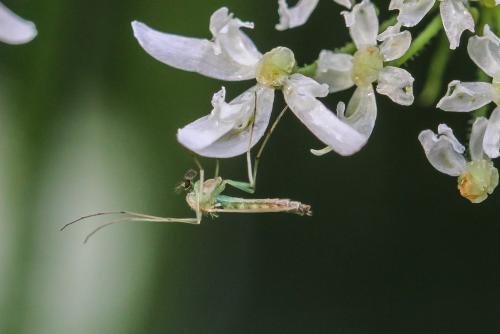 Réf. 329 898 : Chironomini inconnu